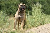 BULLMASTIFF 314